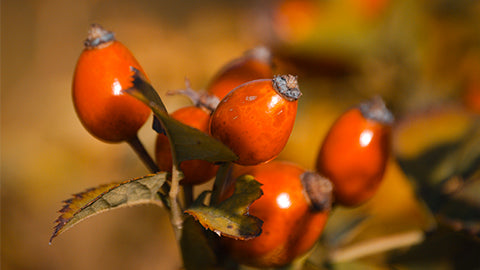 aceite rosa mosqueta