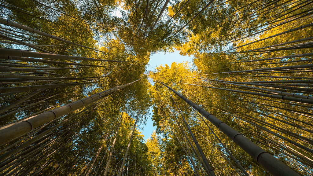 dia mundial del medio ambiente