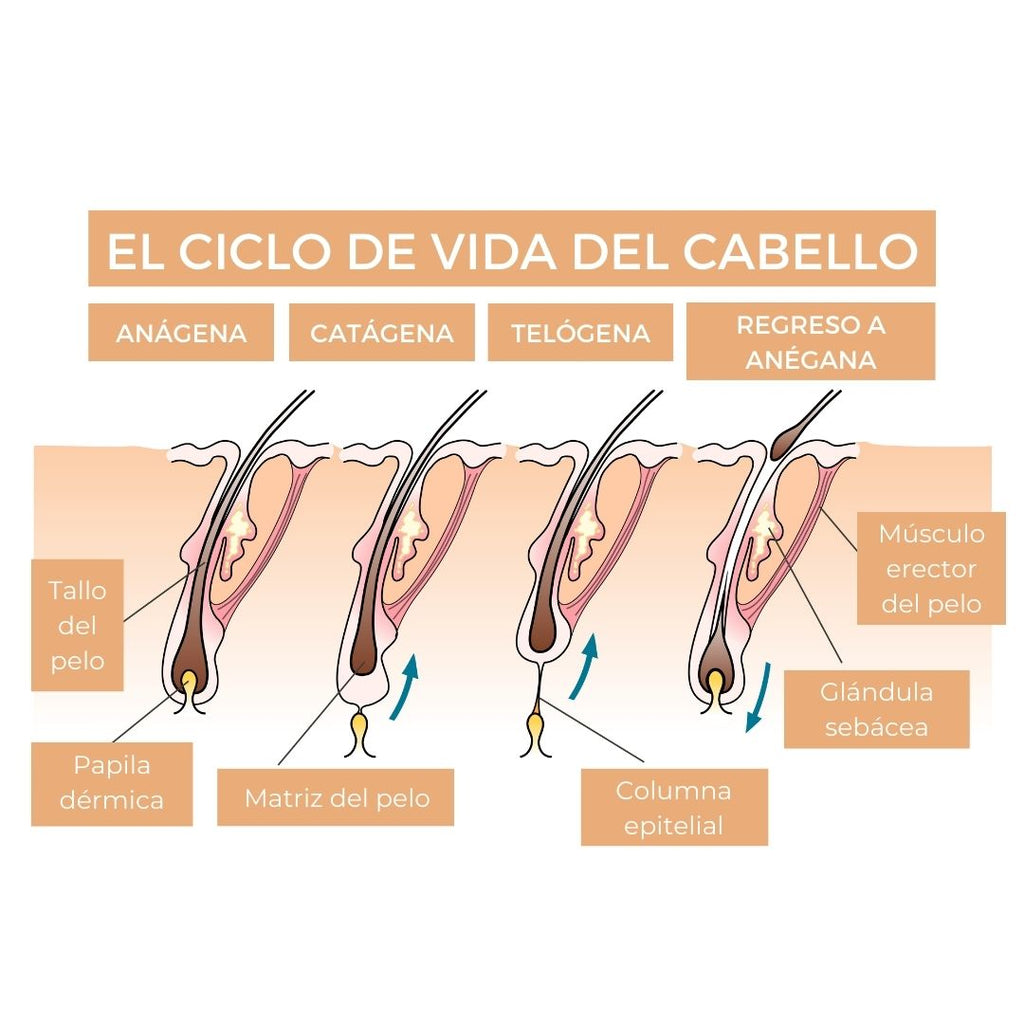 crecimiento pestañas